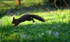 Eichhörnchen Eichhörnchen