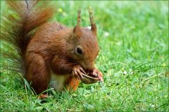 Eichhörnchen mit einer Walnusshälfte Eichhörnchen mit einer Walnusshälfte