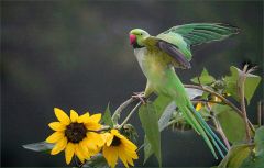 Halsbandsittich Halsbandsittich