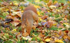 Sprung ins Laub Sprung ins Laub