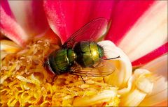 Fliege in einer Dahlie Fliege in einer Dahlie