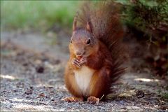 Eichhörnchen Eichhörnchen