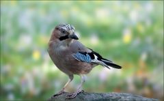 Eichelhäher im März Eichelhäher im März