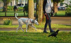 Hund und Rabe Hund und Rabe