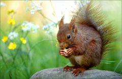 Eichhörnchen Eichhörnchen