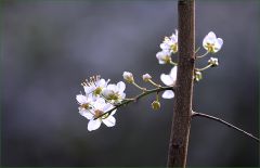 Blütenzweig Blütenzweig