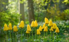 Wildtulpen am Waldrand Wildtulpen am Waldrand
