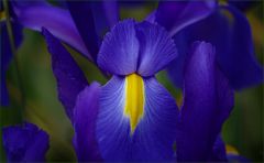 Iris Iris