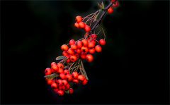 Beeren im Oktober Beeren im Oktober