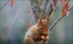 Eichhörnchen Eichhörnchen