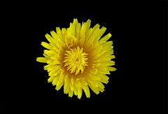 Löwenzahn Löwenzahn