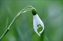 Schneeglöckchen Schneeglöckchen