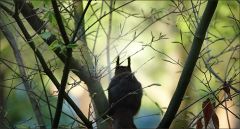 Eichhörnchen Eichhörnchen