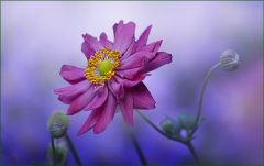 Morgennebel im Oktober Morgennebel im Oktober