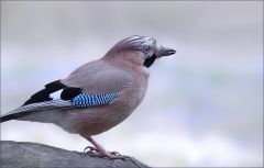 Eichelhäher Eichelhäher