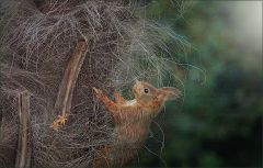 Eichhörnchen Eichhörnchen