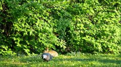 Taube und junges Kaninchen Taube und junges Kaninchen