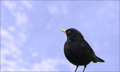 Amsel Amsel