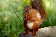 Eichhörnchen Eichhörnchen