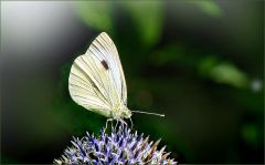 Kohlweissling Kohlweissling