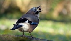 Eichelhäher Eichelhäher