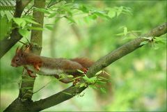 Absprung vom Baumast Absprung vom Baumast