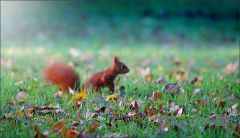 Eichhörnchen im Morgennebel Eichhörnchen im Morgennebel