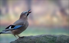 Eichelhäher Eichelhäher