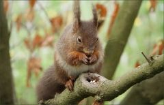 Eichhörnchen Eichhörnchen