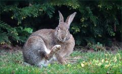 Wildkaninchen Wildkaninchen