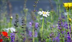 Wildblumenwiese im Mai Wildblumenwiese im Mai