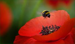 Hummelanflug Hummelanflug