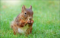 Eichhörnchen Eichhörnchen