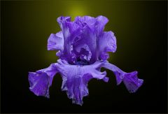 Blaue Iris