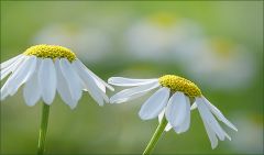 Balsamkraut Balsamkraut