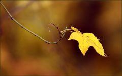 Gelbes Blatt im Oktober