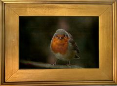 Rotkehlchen gerahmt Rotkehlchen gerahmt