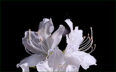 Azaleenblüten Azaleenblüten