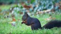 Schwarzes Eichhörnchen