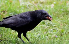 Rabe mit drei Nüssen Rabe mit drei Nüssen