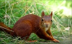 Eichhörnchen Eichhörnchen