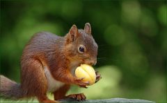 Eichhörnchen mit Aprikose Eichhörnchen mit Aprikose