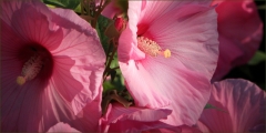 Hibiscusblüten