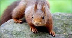 Eichhörnchen Eichhörnchen