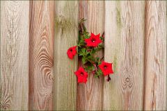 Sie drängten sich durch die Ritze im Bretterzaun