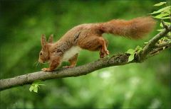 Eichhörnchen Eichhörnchen