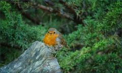 Rotkehlchen Rotkehlchen