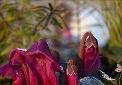 Alpenveilchen im Winterfrost Alpenveilchen im Winterfrost