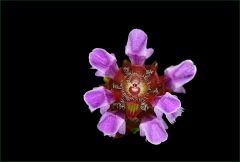 Kleine Blume Kleine Blume