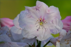 Rhododendronblüte Rhododendronblüte